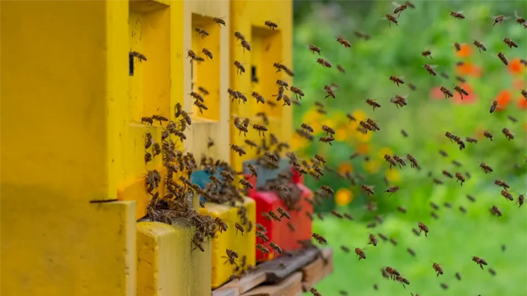 Inspired by Honeybees